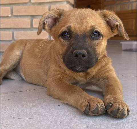 ONGs da região realizam feiras de adoção de animais